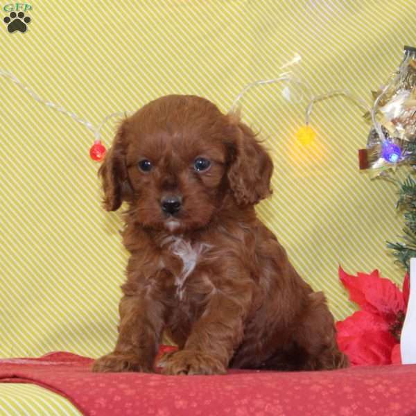 Candycane, Cavapoo Puppy